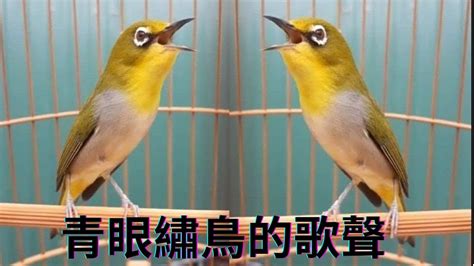 鳥叫聲妨害安寧